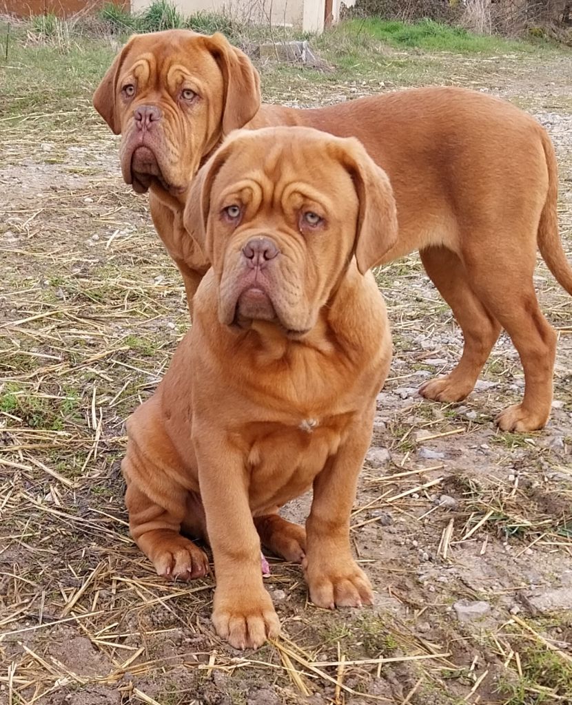 Mathieu Lombardo - Dogue de Bordeaux - Portée née le 06/10/2023